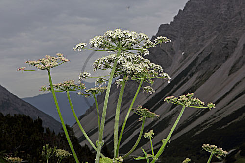 Schafgarbe