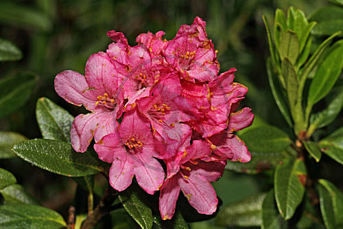 Rostrote Alpenrose