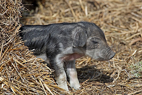 Mangalitza