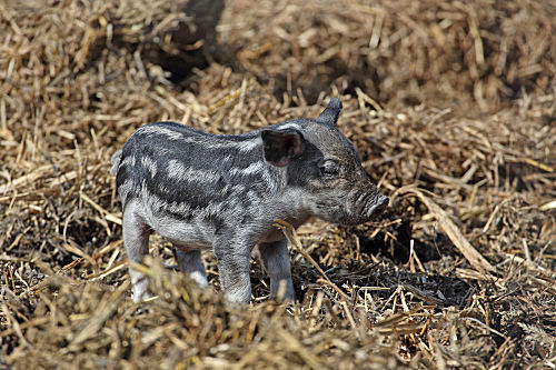 Mangalitza