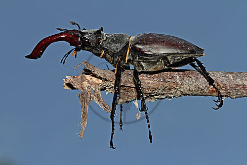 Hirschkäfer