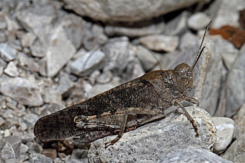 Gefleckte Schnarrschrecke
