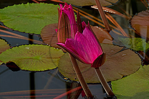 Seerose Nymphaea Hofgaertner Graebner
