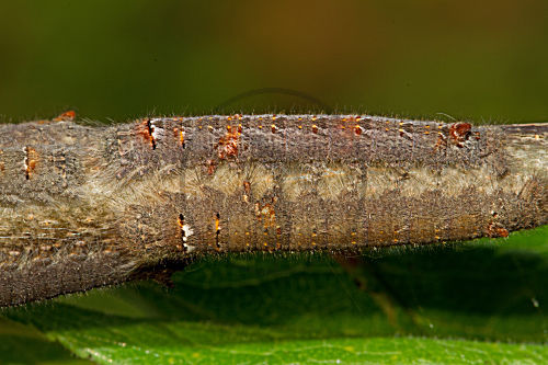 Kupferglucke