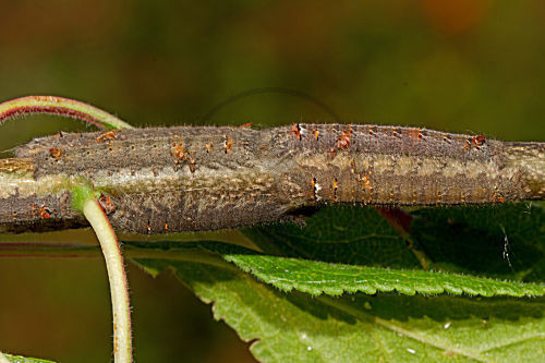 Kupferglucke