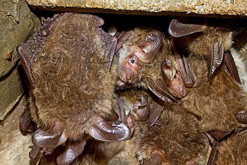 Bechsteinfledermaus
