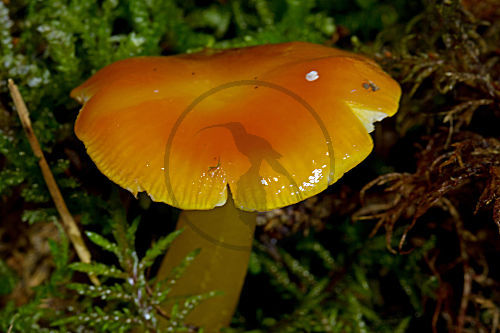 Glänzender Orange-Saftling