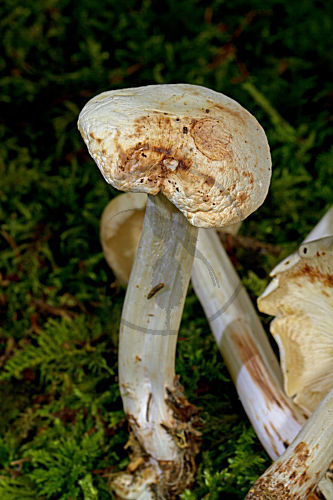 Gefleckter Rübling