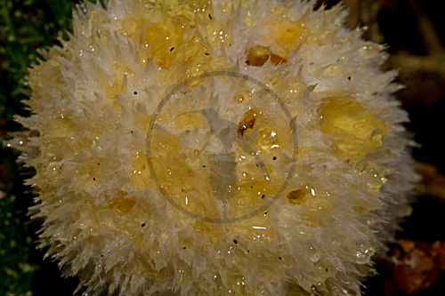 Weisser Polsterpilz