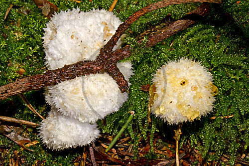 Weisser Polsterpilz