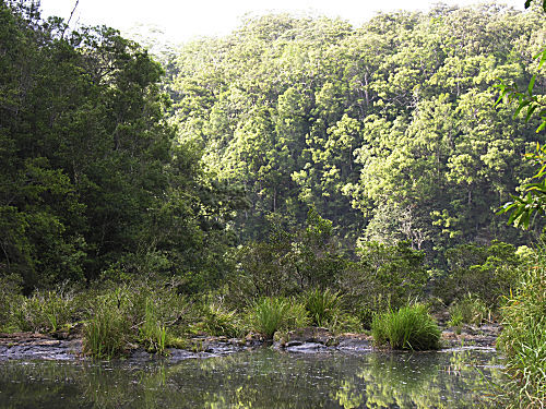 Bei Ellenborough Falls, Australien