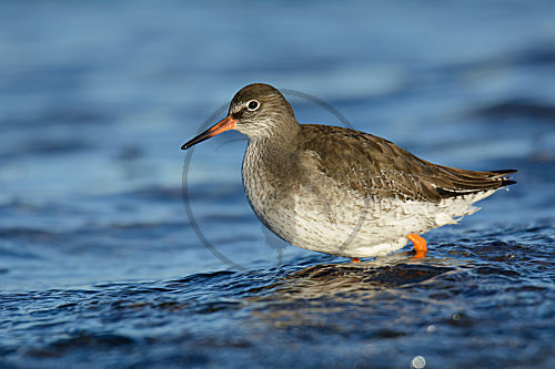 Rotschenkel am Strand bei der Nahrungssuche