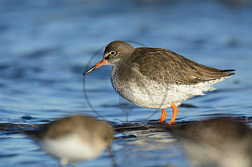 Rotschenkel am Strand bei der Nahrungssuche