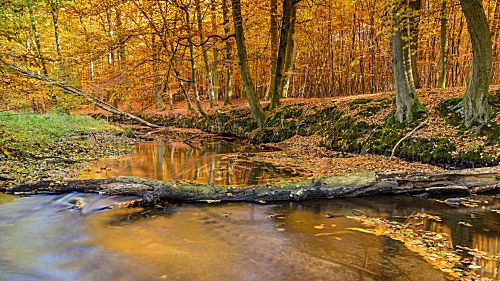 Herbstwald am Bach