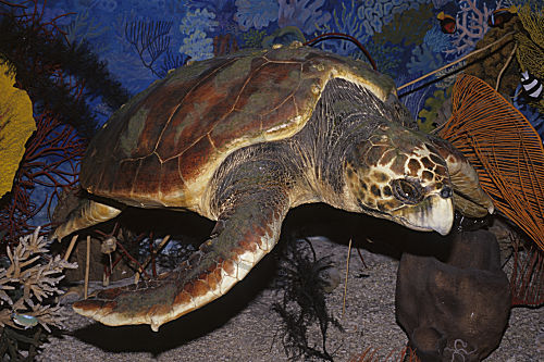 Suppenschildkröte, präpariert