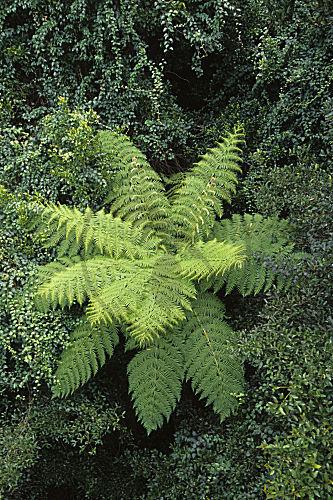 Dorrigo Nationalpark, Palmfarn