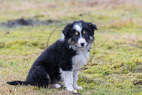 Border Collie