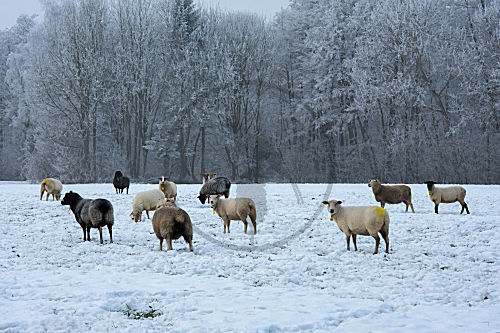 Schafe im Schnee