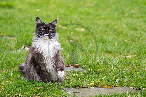 Maine-Coon Katze