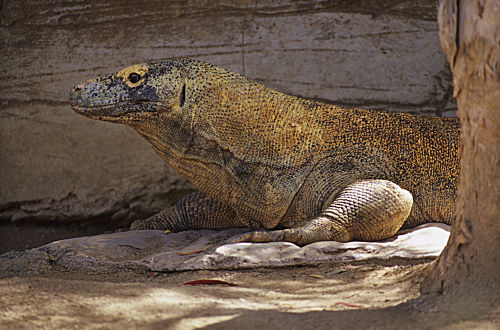 Komodowaran
