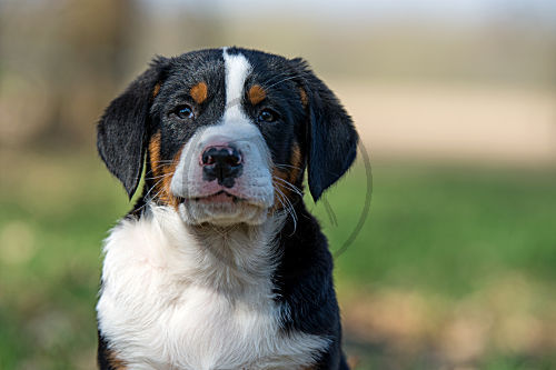 Großer Schweizer Sennenhund Welpe