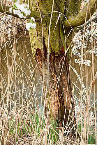 Baum Schaden