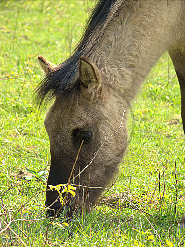 Konikpferd