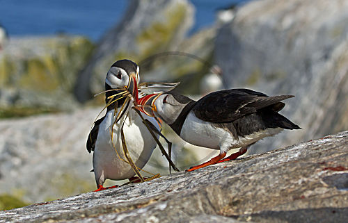 Papageientaucher mit Nistmaterial