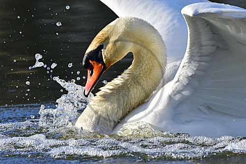 Höckerschwan
