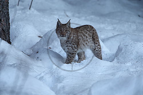 Luchs