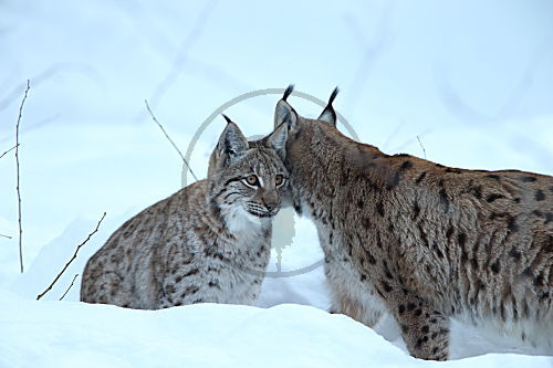 Luchs