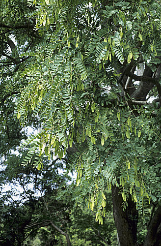 Schnurbaum, Meskalbohne