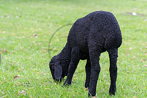Deutsches Karakulschaf Lamm