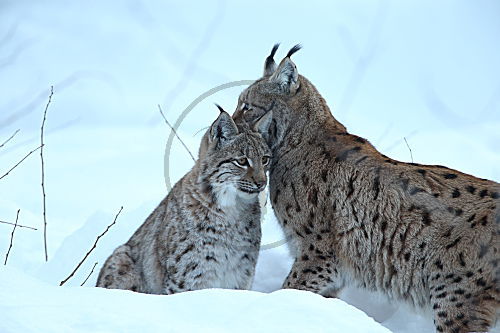 Luchs