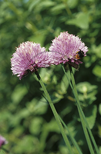 Schnittlauch