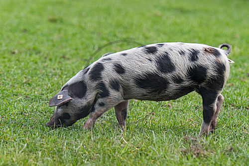 Buntes Bentheimer Schwein