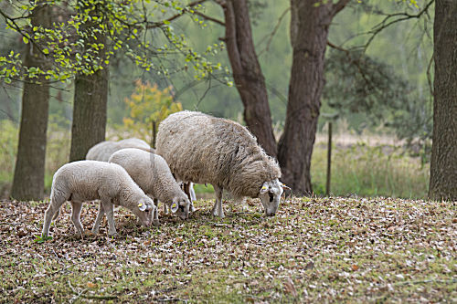 Bentheimer Landschaf