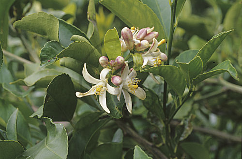 Zitronenbaum