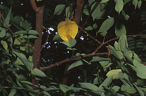Sternfrucht, Karambole