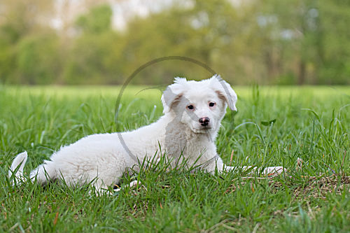 Collie-Labrador-Mix