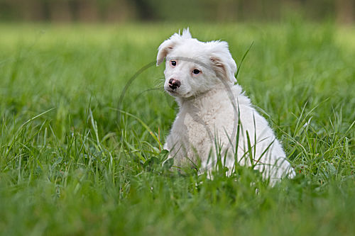 Collie-Labrador-Mix