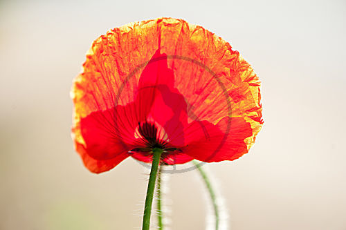 Klatsch Mohn