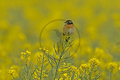 Braunkehlchen