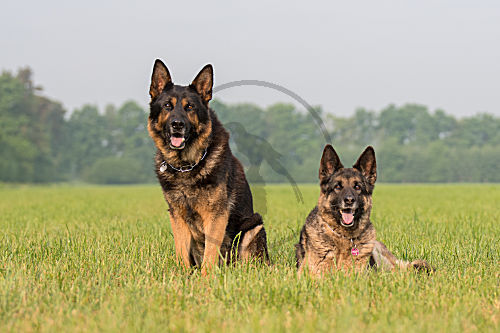 Deutsche Schäferhunde