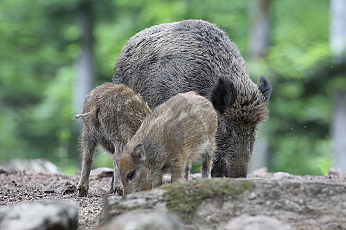 Wildschwein