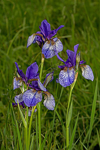 Sibirische Schwertlilie
