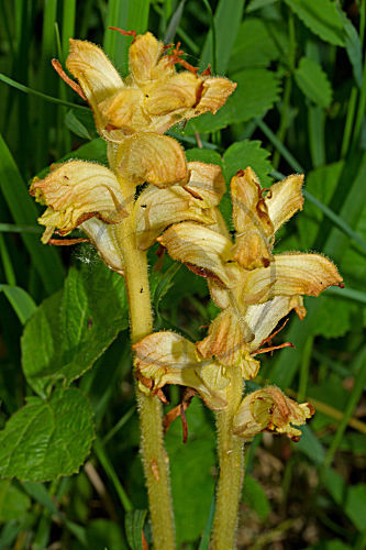 Distel-Sommerwurz