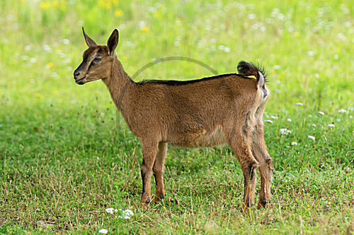 Harzer Ziege Kitz