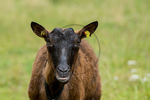 Harzer Ziege
