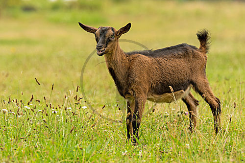 Harzer Ziege Kitz